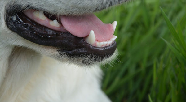 Pet Dental Care in Adelaide, South Australia
