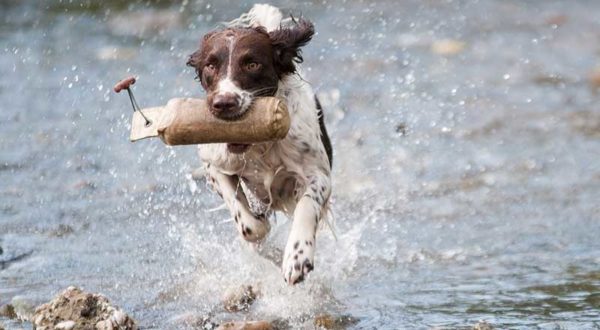 Pet Wellness in Adelaide, South Australia