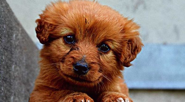 Puppy Preschool in Adelaide, South Australia