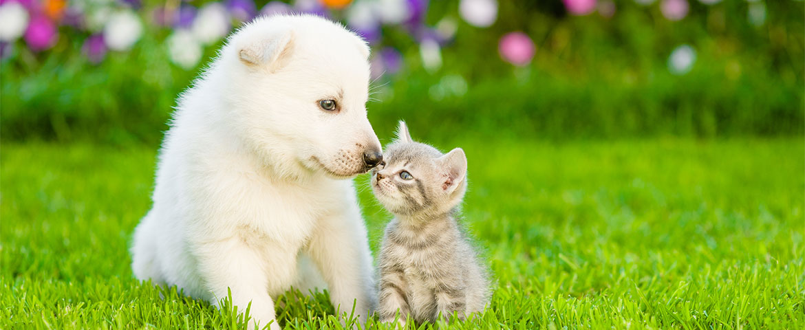 Veterinary Clinic Adelaide, South Australia